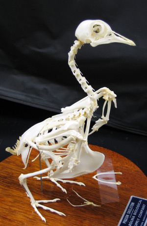Johnny Depp - Pigeon skeletons